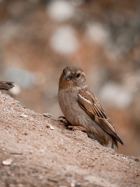 A Guide to Bird Watching for Beginners