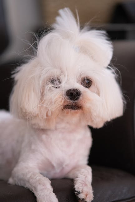 Grooming Tips for Different Types of Pets