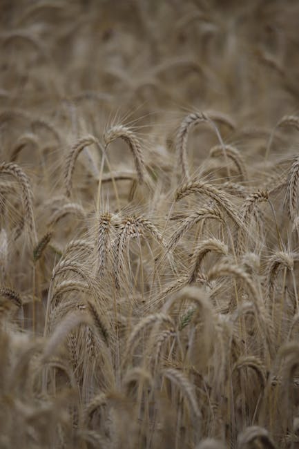 AI in Agriculture: Boosting Productivity and Sustainability