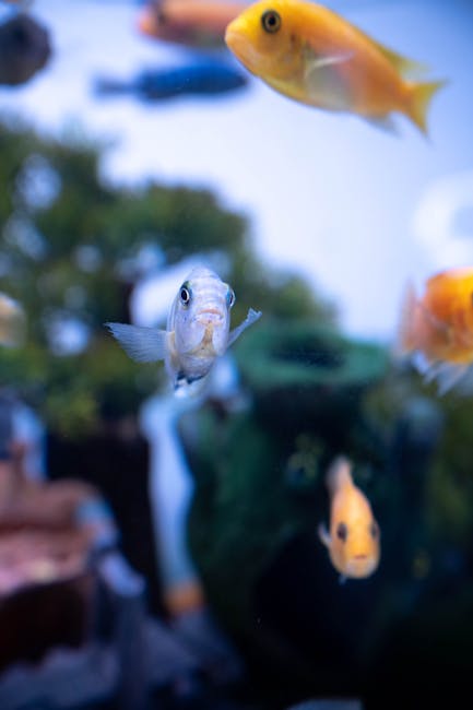How to Start a Marine Life Aquarium at Home